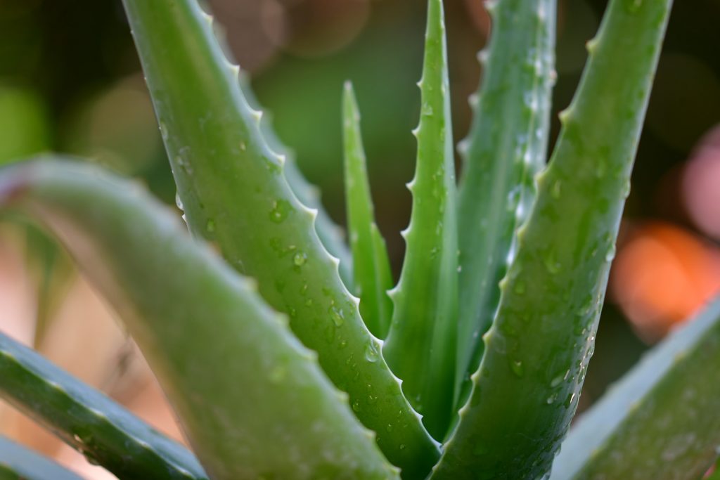 Voici 5 avantages de l’aloe vera pour le visage