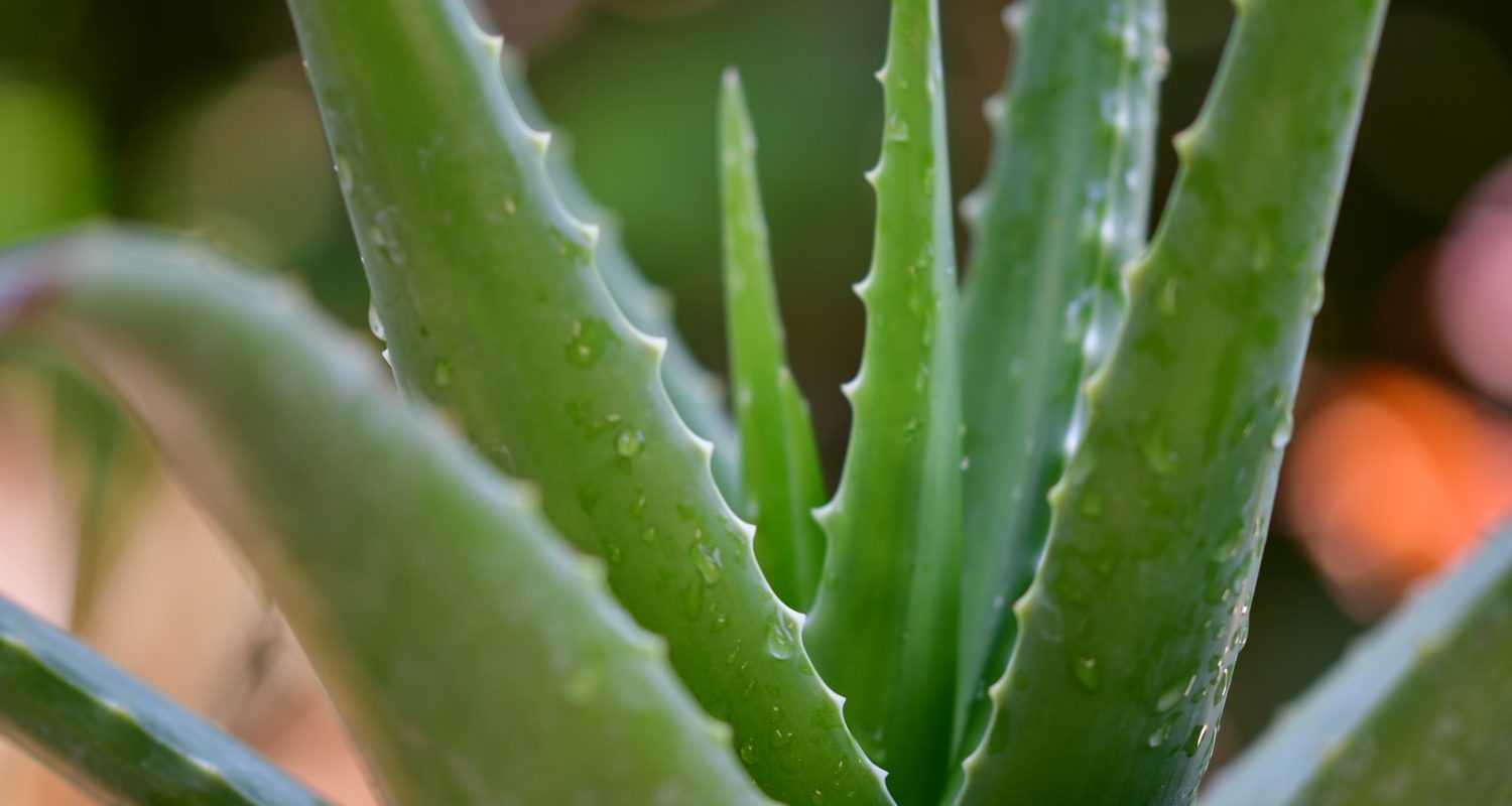 green aloe vera plant